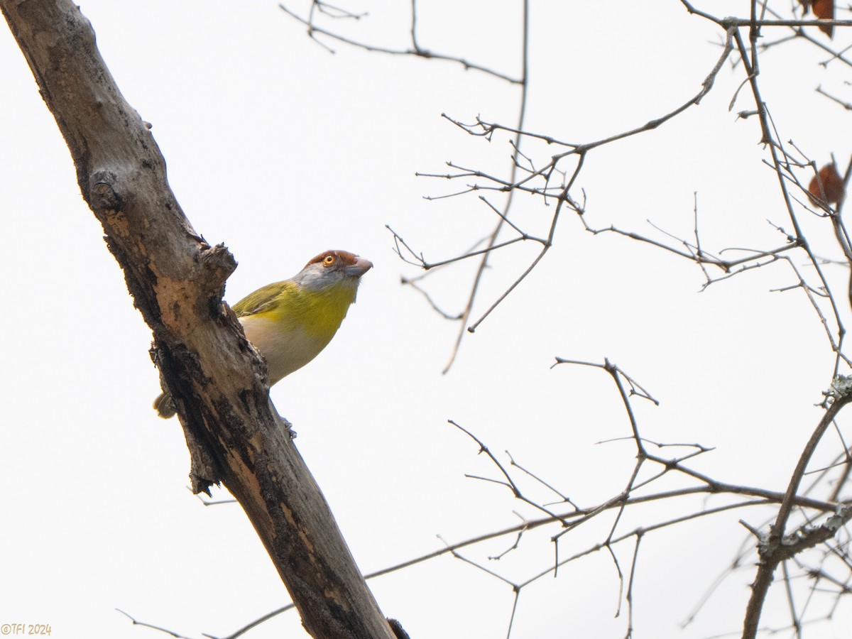 Rufous-browed Peppershrike - ML642962932