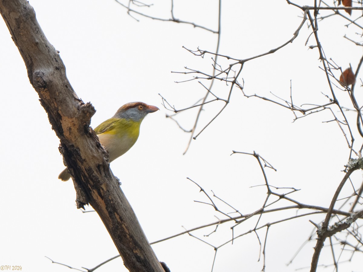 Rufous-browed Peppershrike - ML642962933