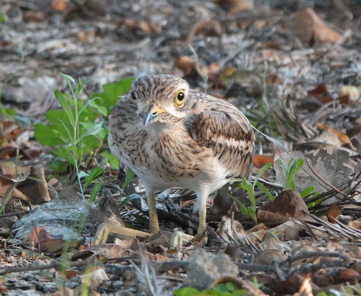 Indian Thick-knee - ML642962958