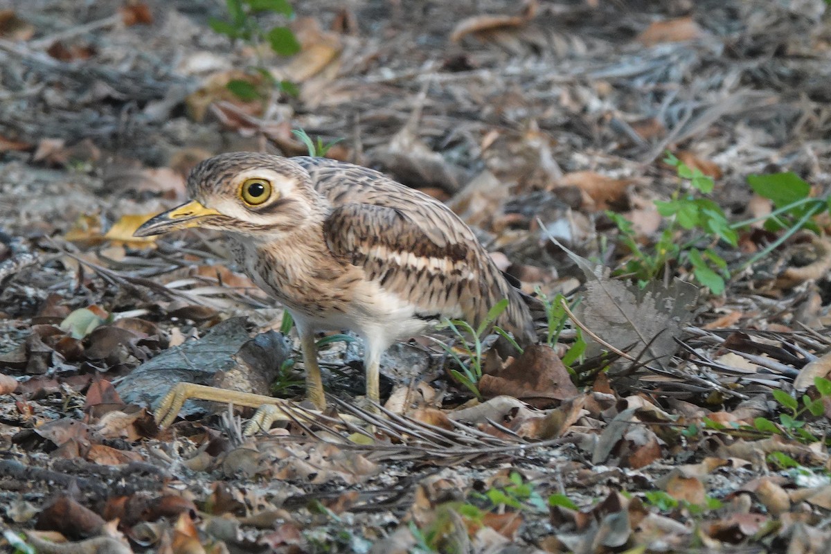 Indian Thick-knee - ML642962959