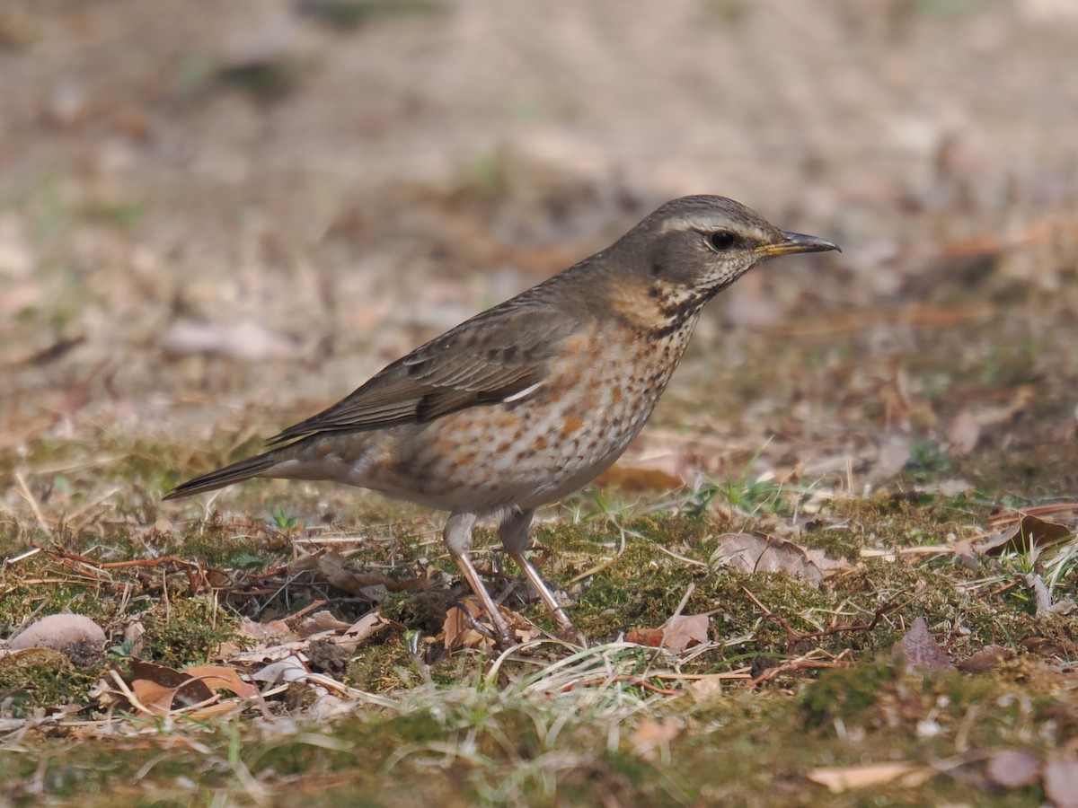 Naumann's Thrush - ML642963005
