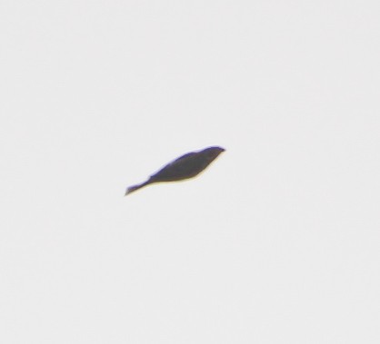 Emberiza sp. - ML642963018