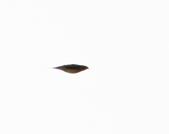 Emberiza sp. - ML642963037