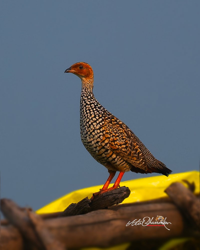 Painted Francolin - ML642963045