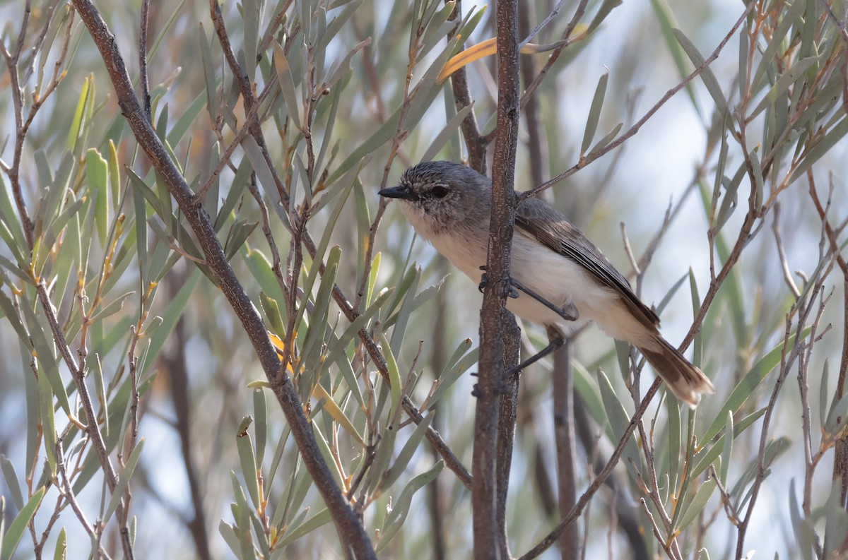 Slaty-backed Thornbill - ML642963050