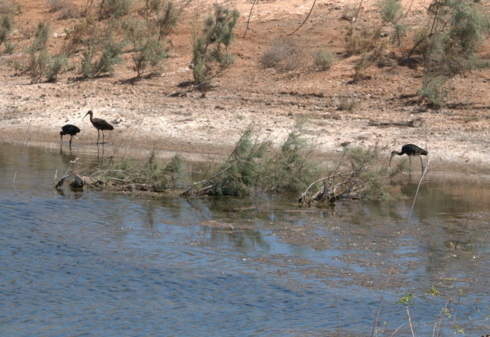 Glossy Ibis - ML642963051