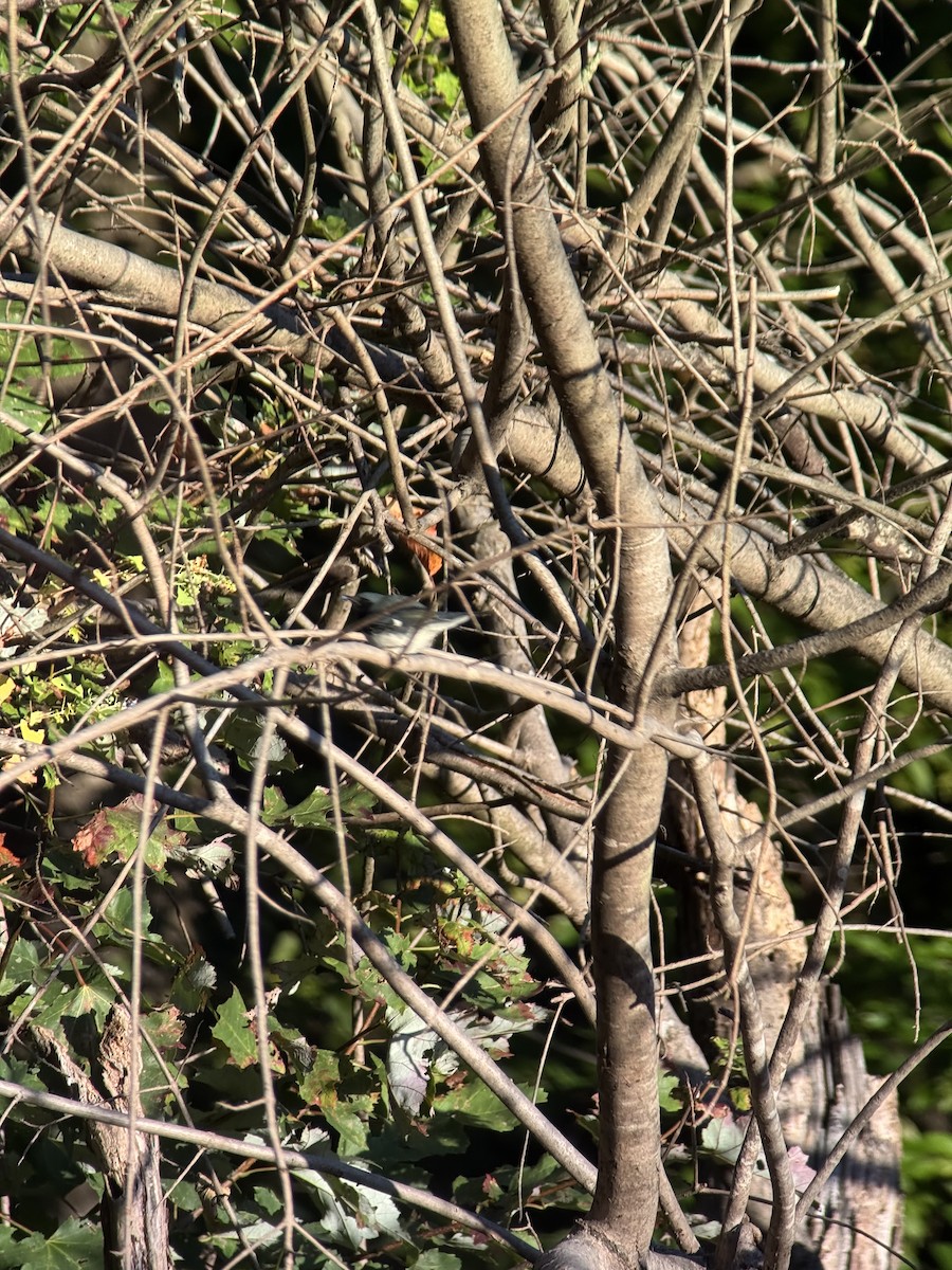 Black-throated Blue Warbler - ML642963085