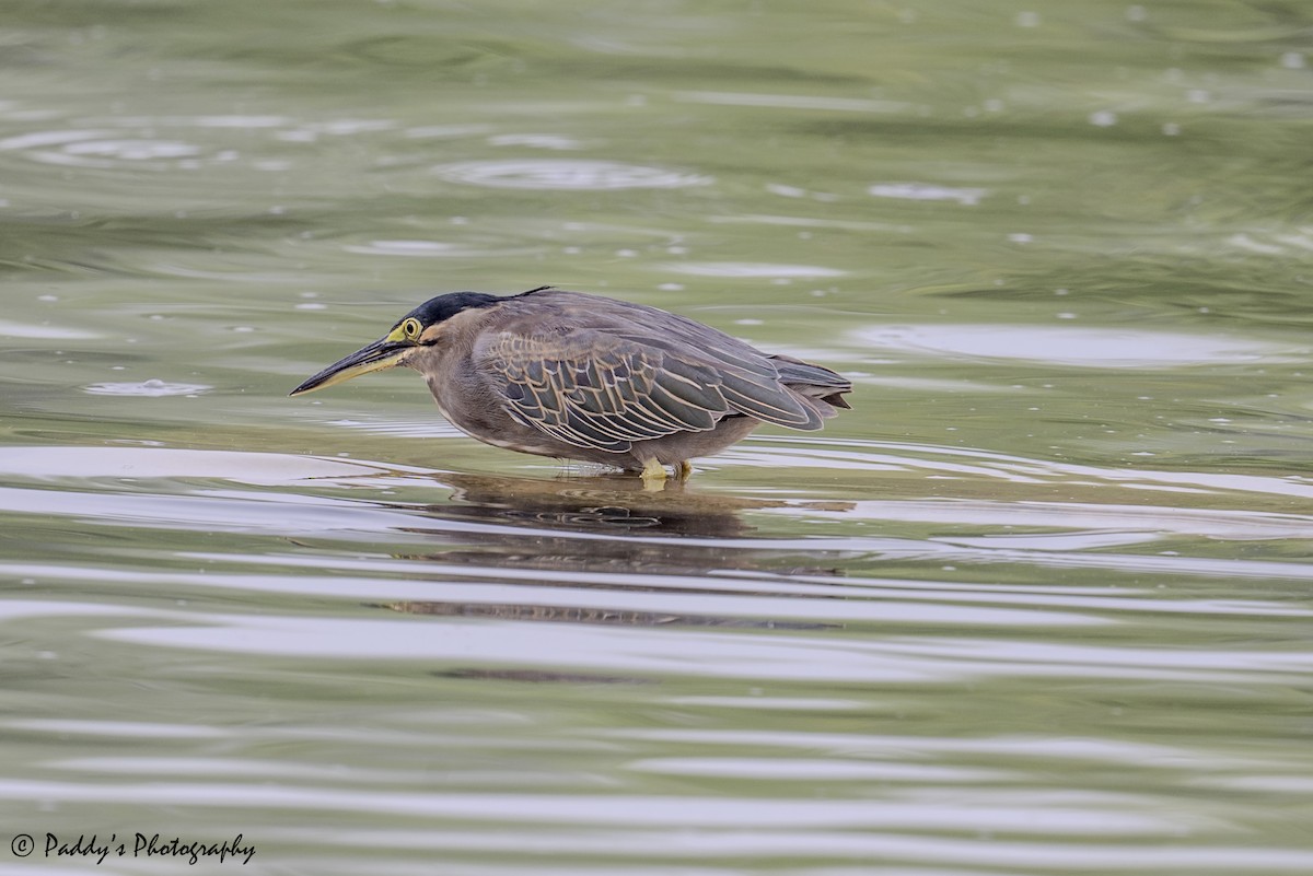 Little Heron - ML642963090