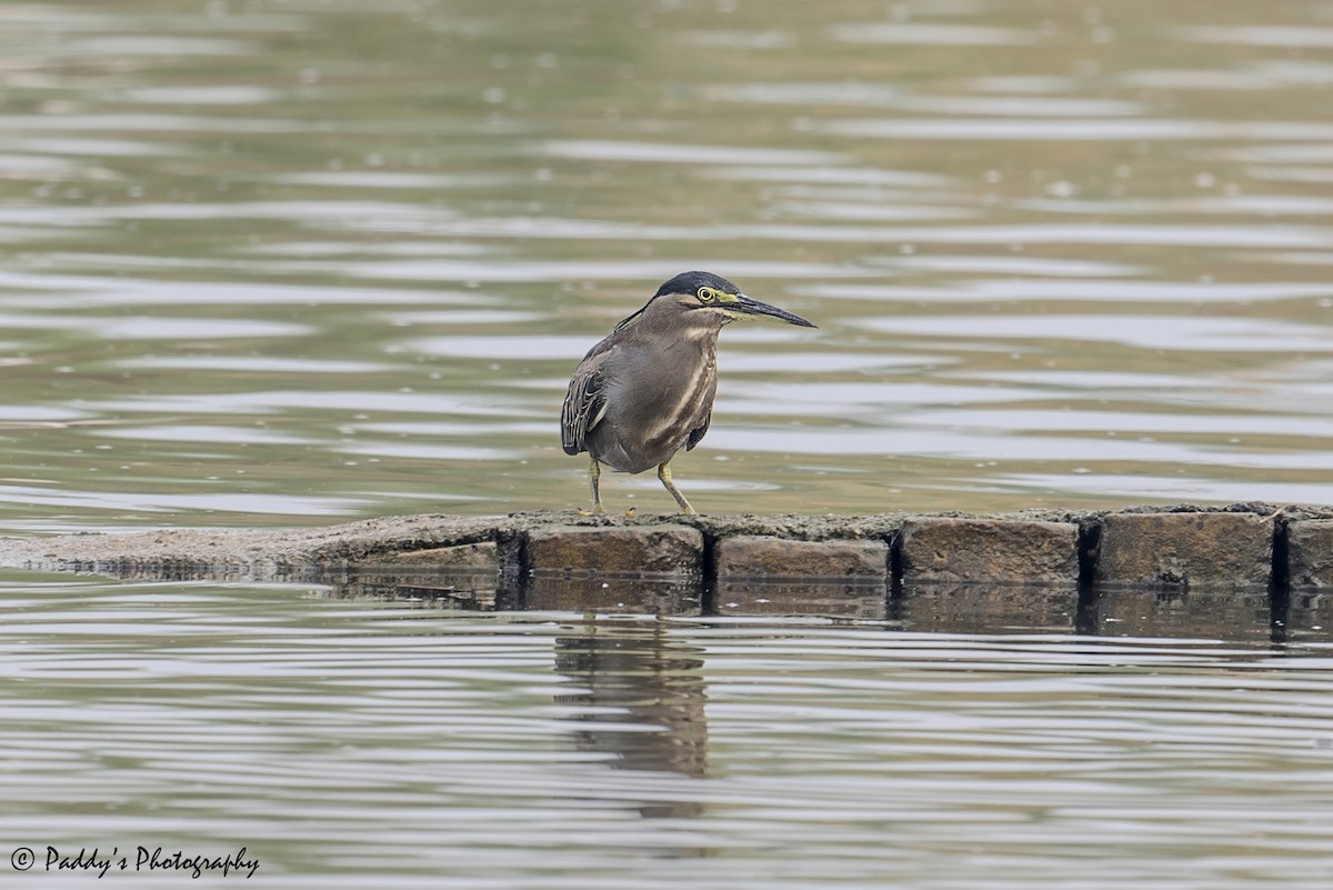 Little Heron - ML642963091