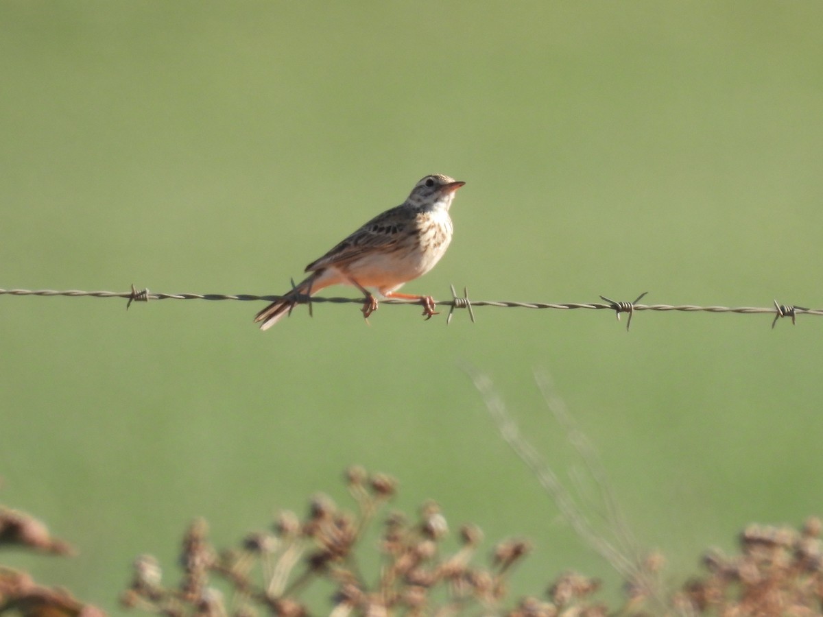 Australian Pipit - ML642963093
