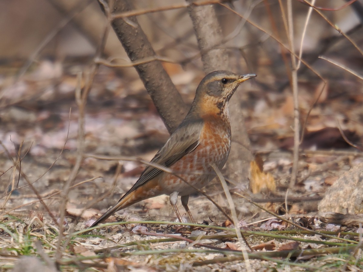 Naumann's Thrush - ML642963133