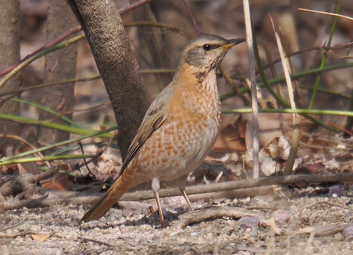 Naumann's Thrush - ML642963134