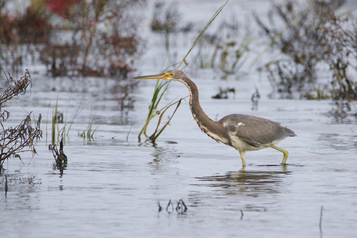 Tricolored Heron - ML642963139
