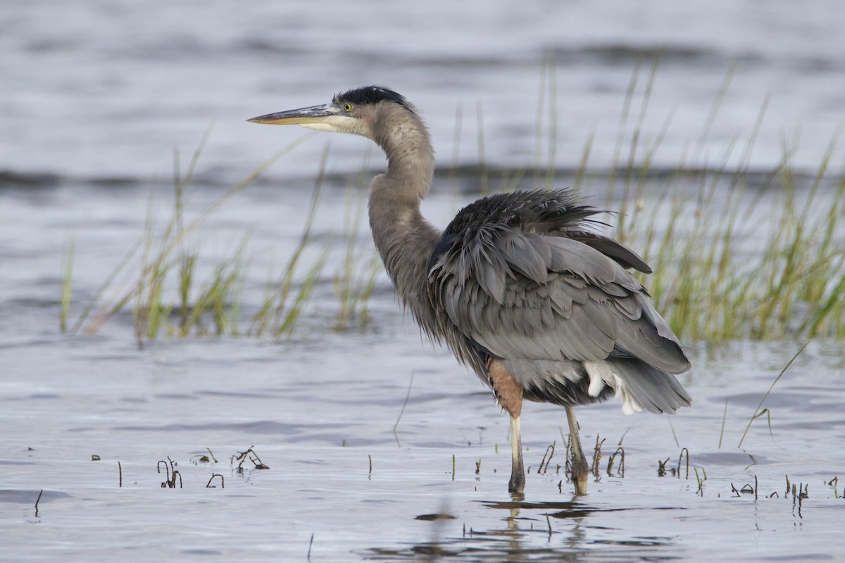 Great Blue Heron - ML642963141