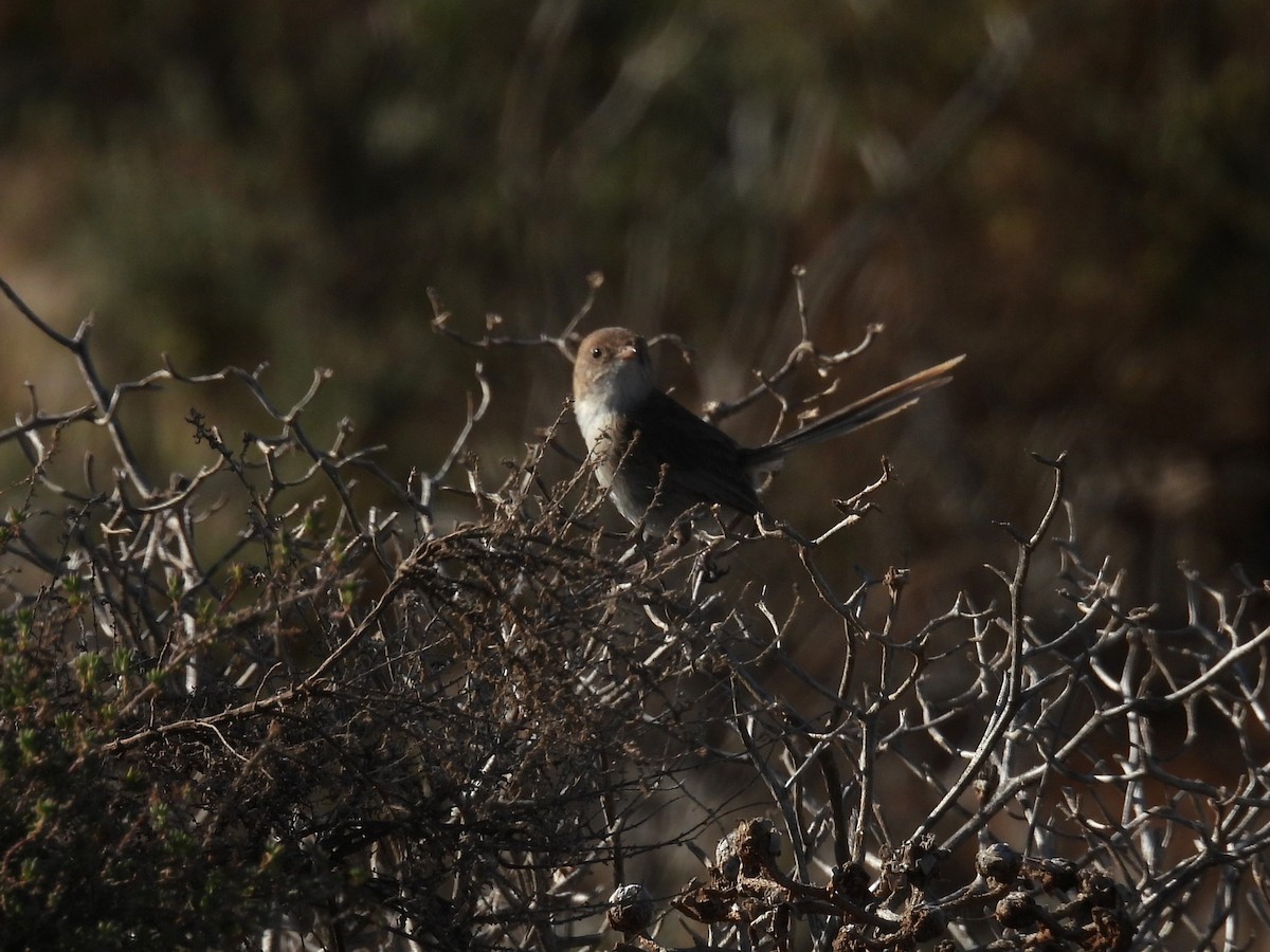 White-winged Fairywren - ML642963152