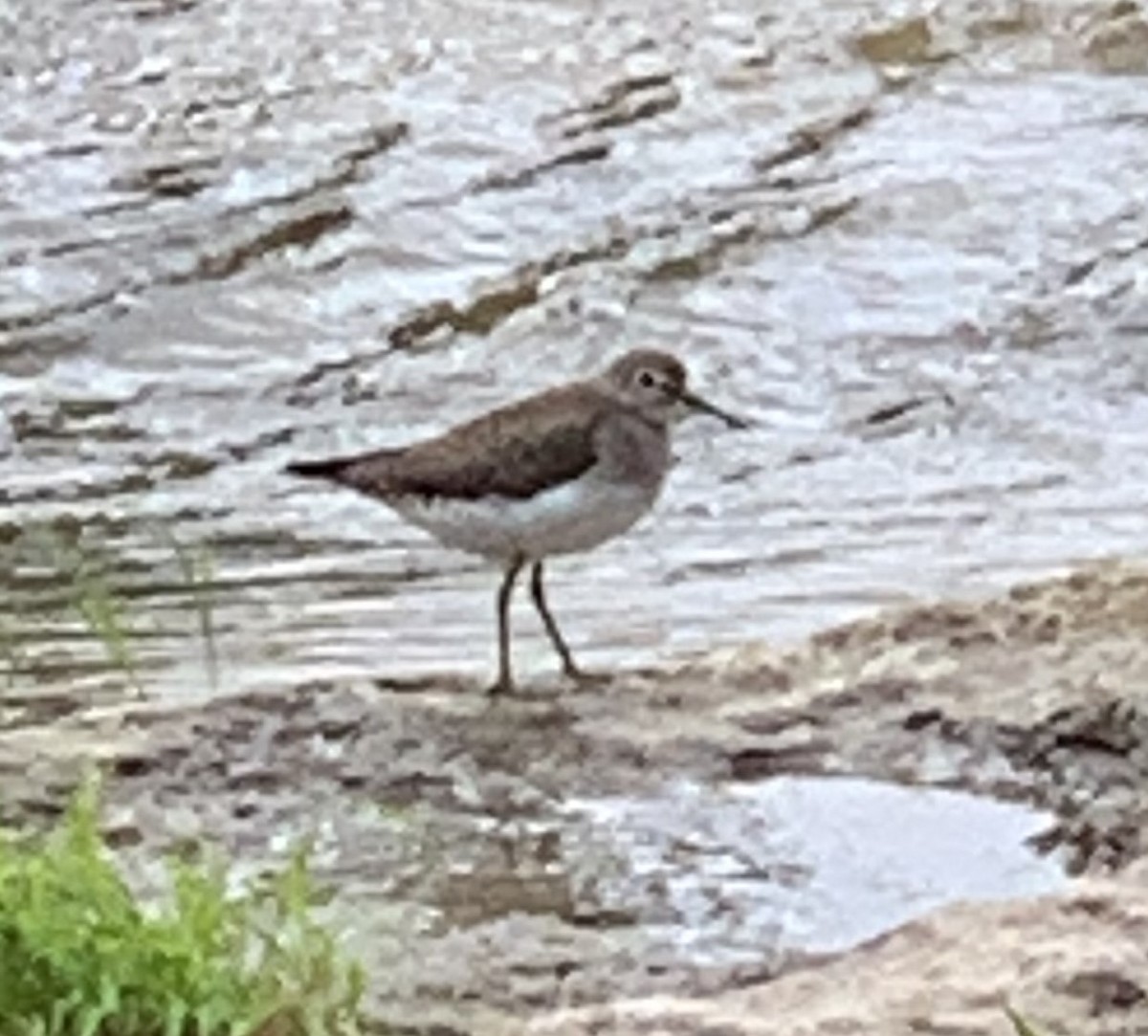 Solitary Sandpiper - ML642963159