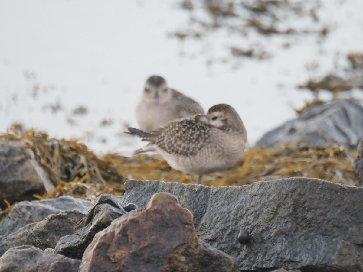 American Golden-Plover - ML642963168