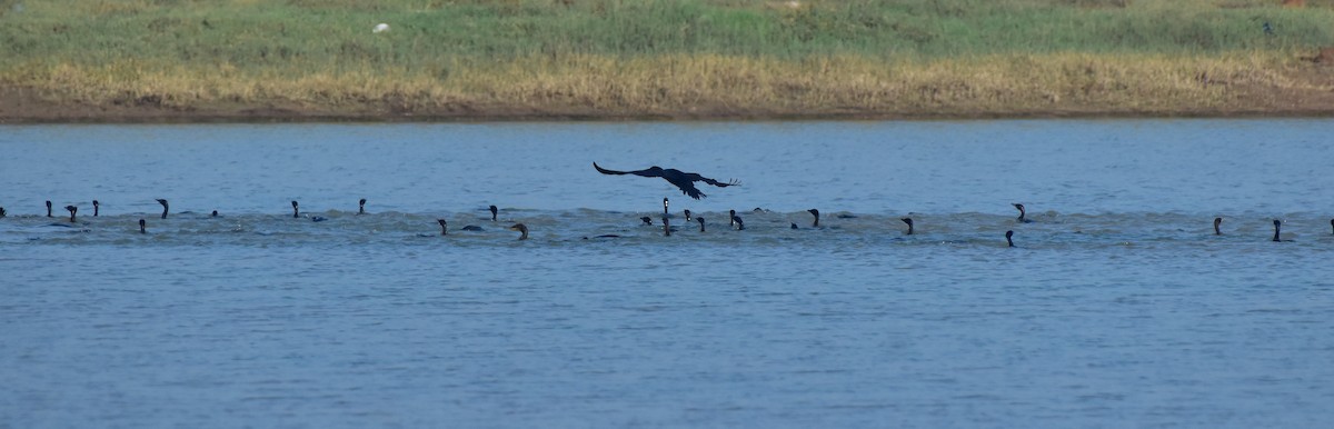 Little Cormorant - ML642963173