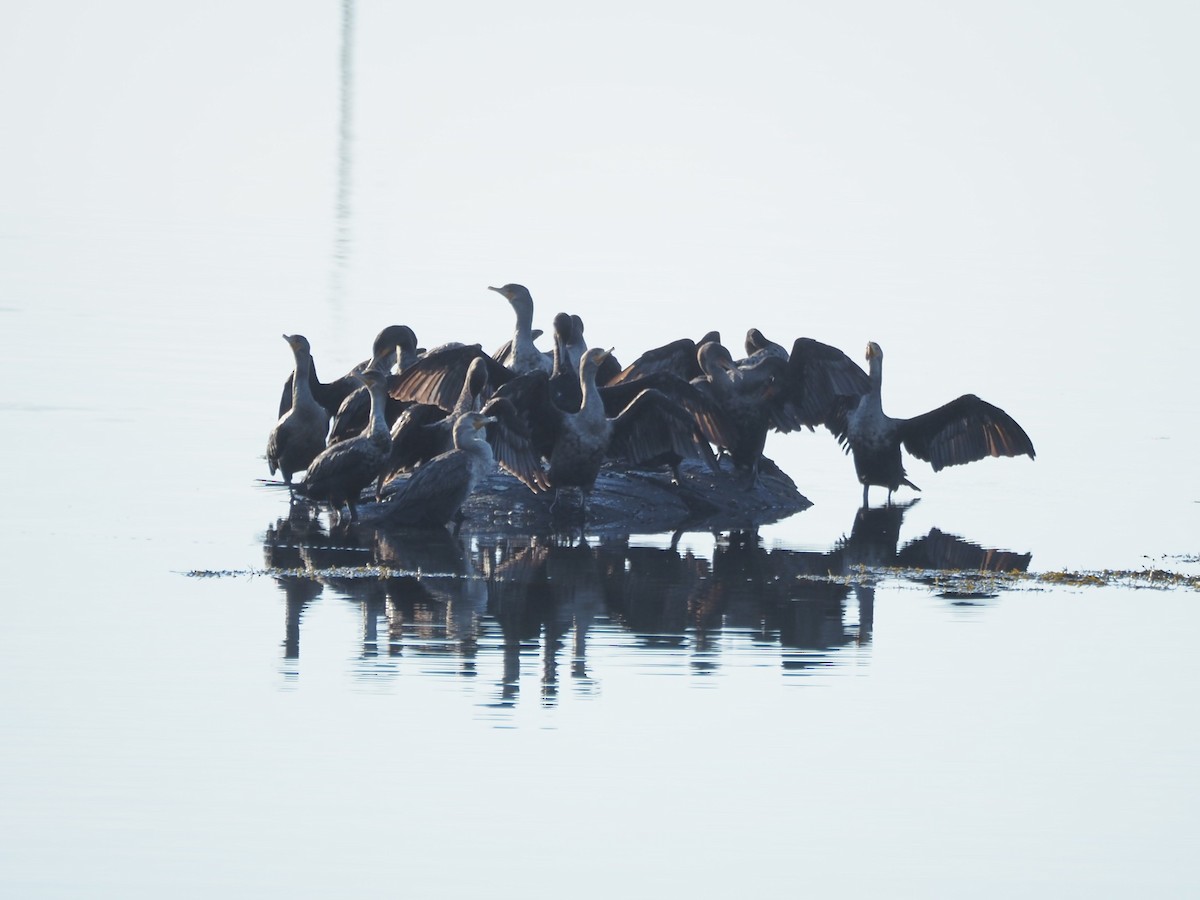 Double-crested Cormorant - ML642963193