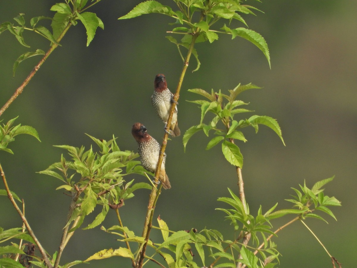 Munia pettosquamato - ML642963211