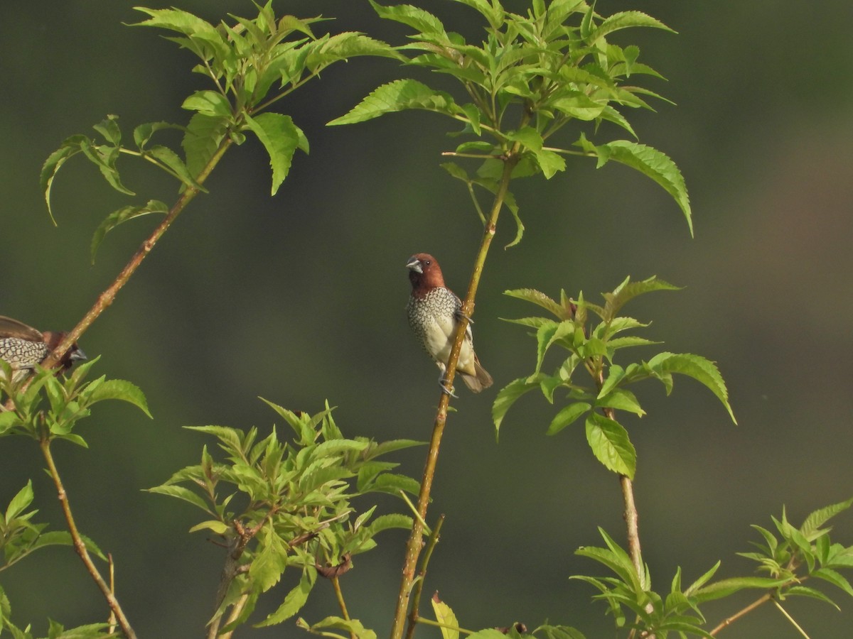 Munia pettosquamato - ML642963212