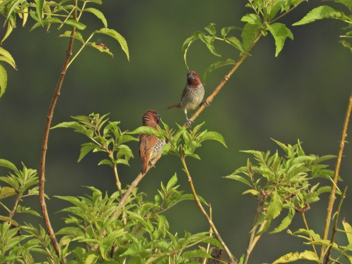 Munia pettosquamato - ML642963213
