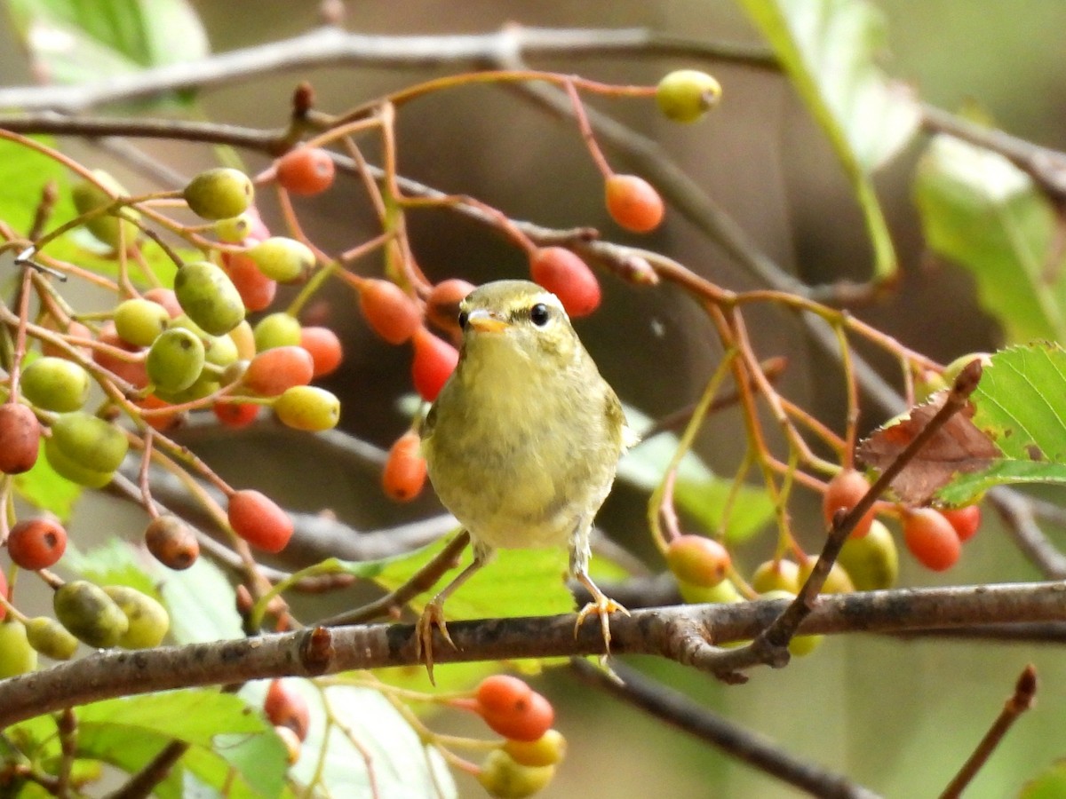 Arctic Warbler - ML642963245