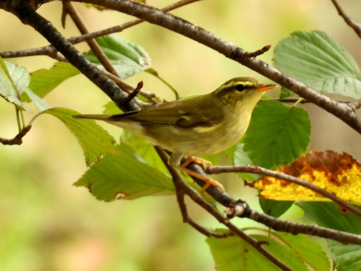 Arctic Warbler - ML642963246
