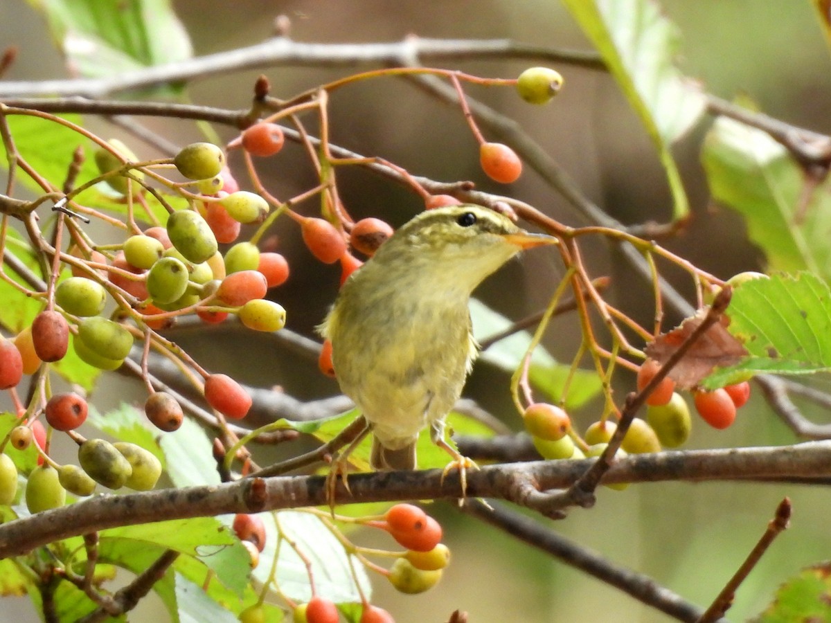Arctic Warbler - ML642963247