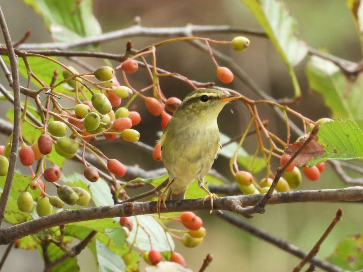 Arctic Warbler - ML642963248