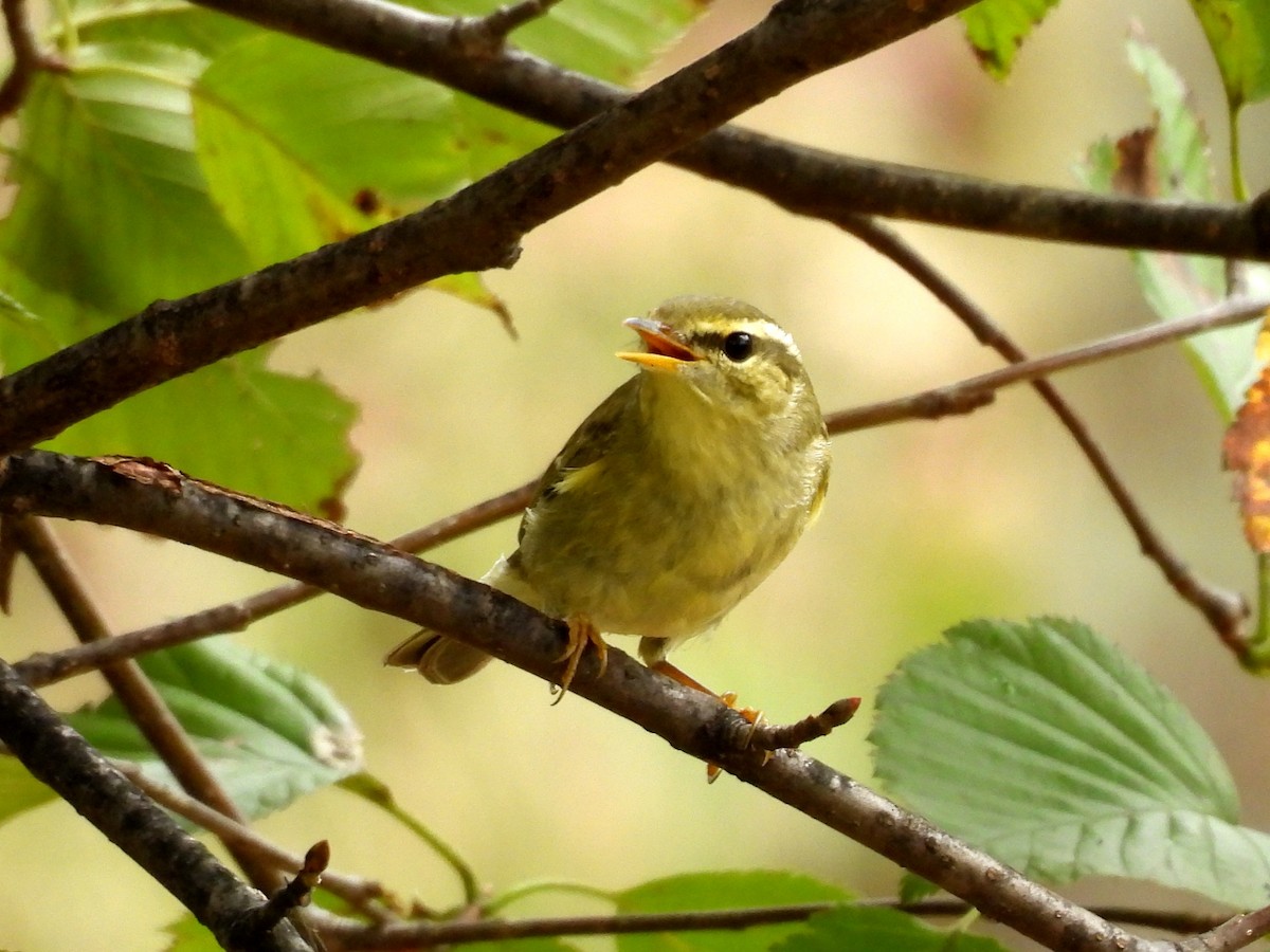 Arctic Warbler - ML642963249