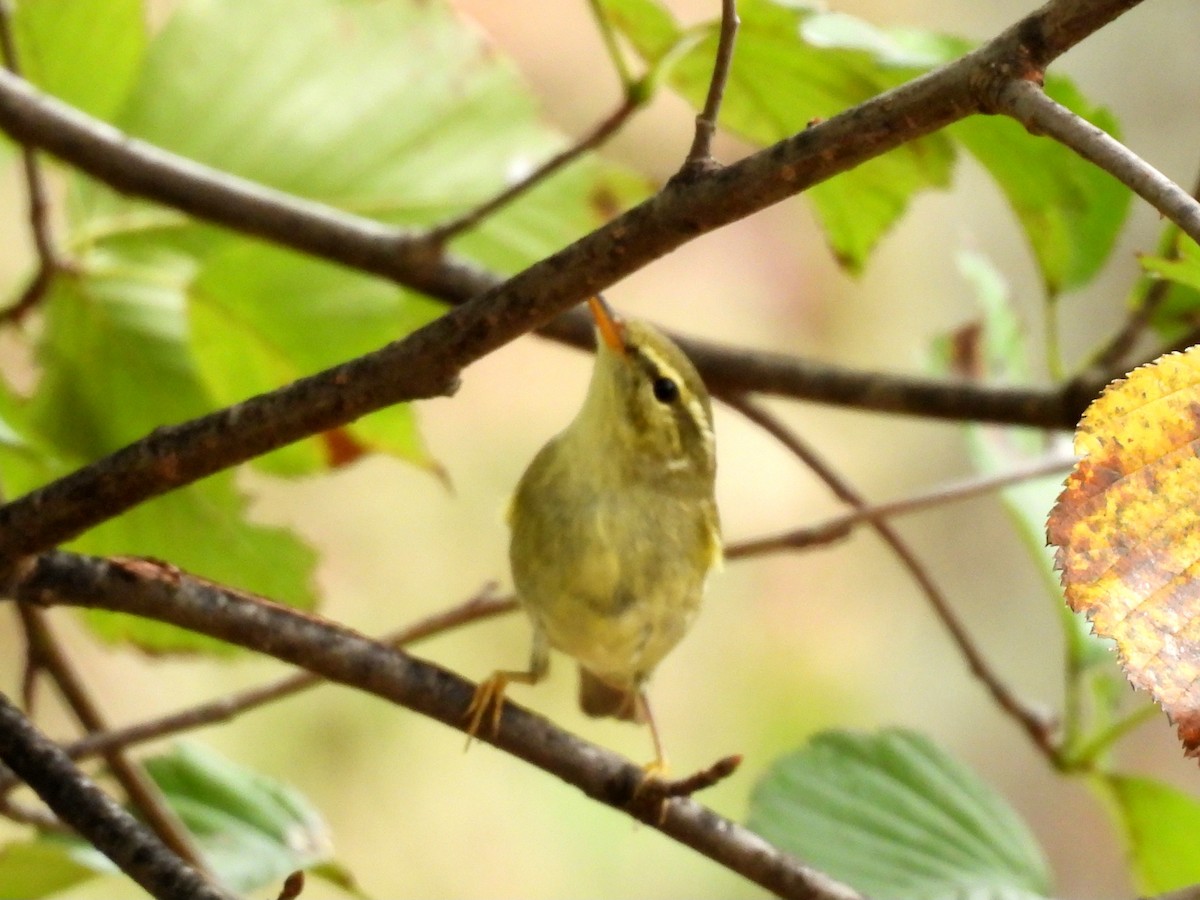 Arctic Warbler - ML642963250