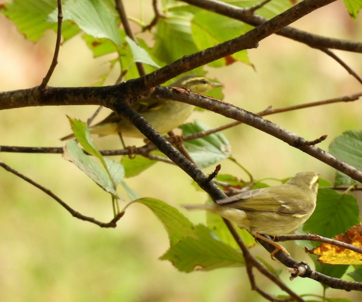 Arctic Warbler - ML642963251