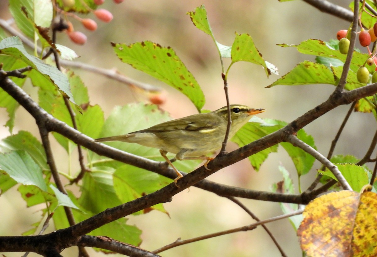 Arctic Warbler - ML642963252