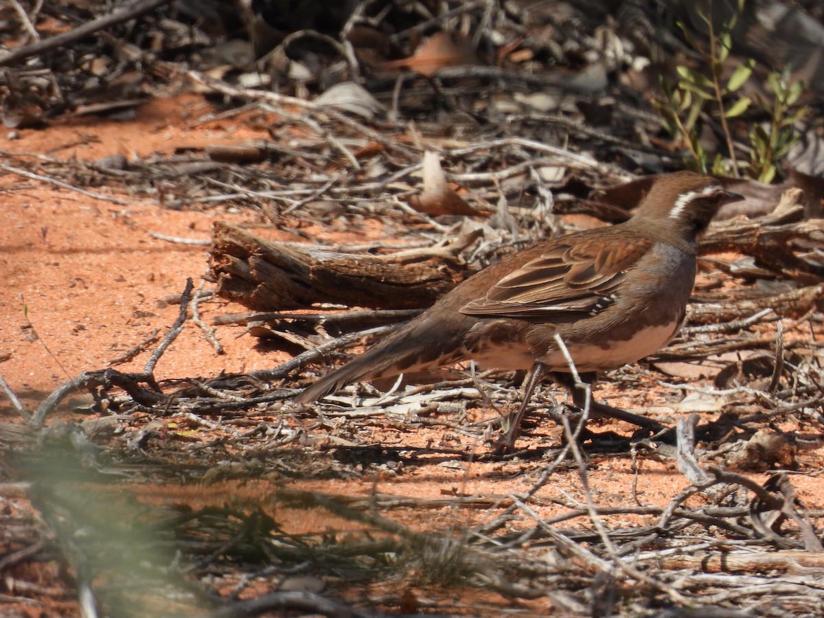 Chestnut Quail-thrush - ML642963269