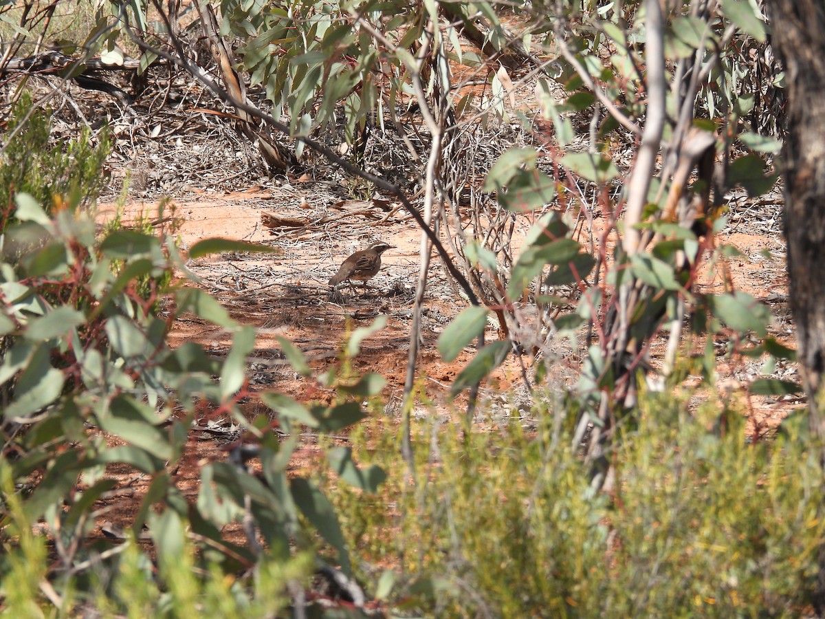 Chestnut Quail-thrush - ML642963270