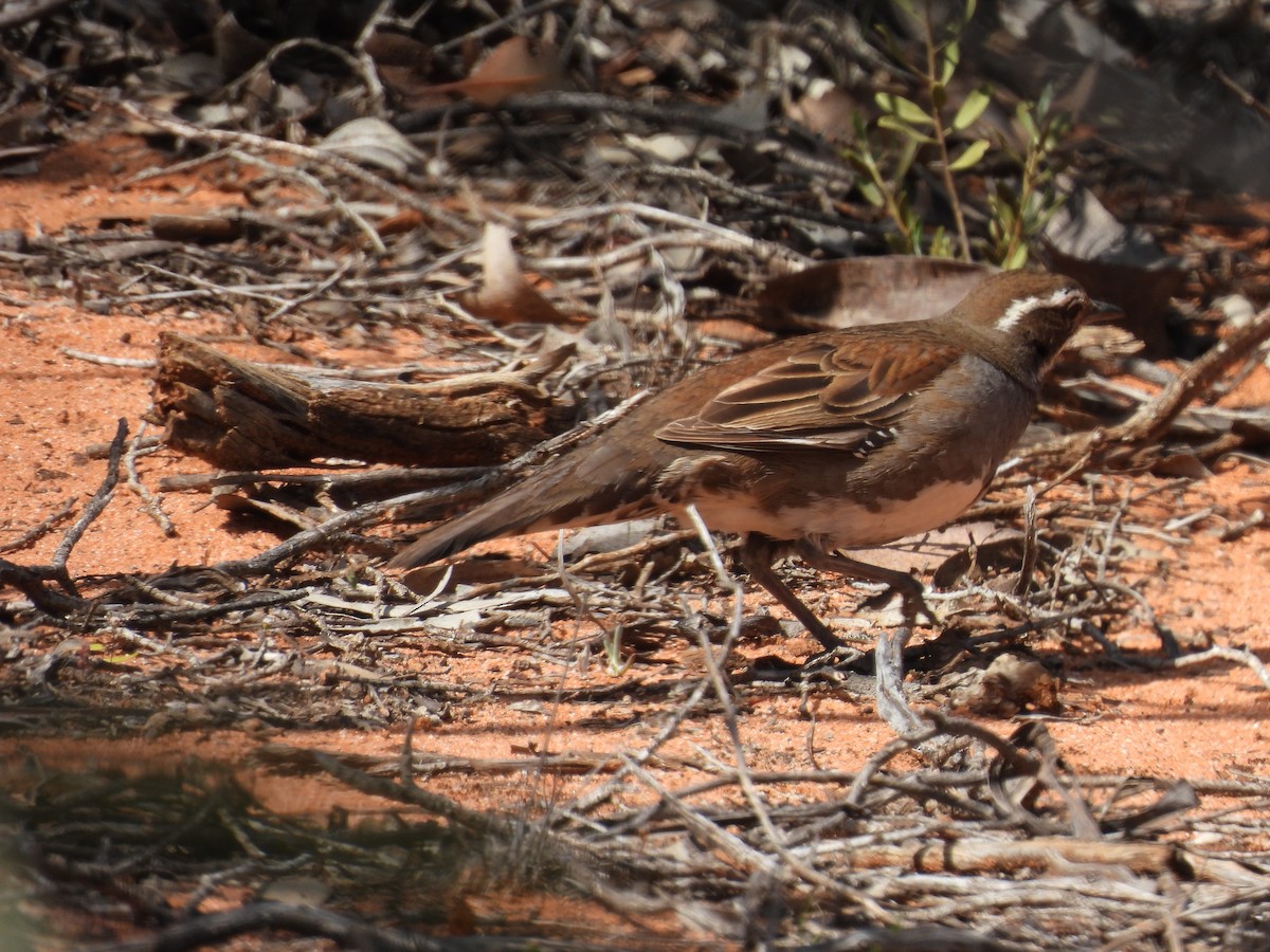Chestnut Quail-thrush - ML642963271