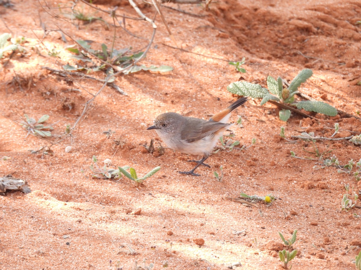 Chestnut-rumped Thornbill - ML642963278