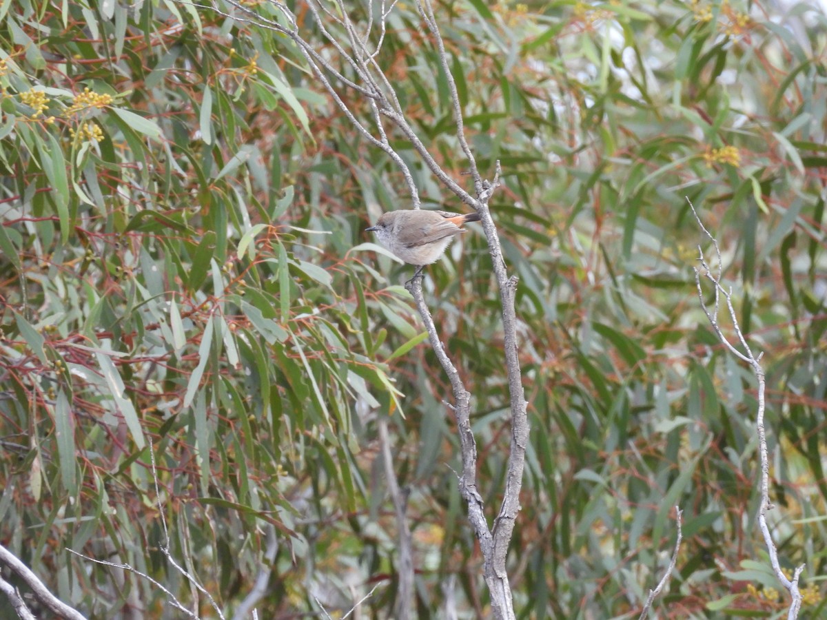 Chestnut-rumped Thornbill - ML642963302