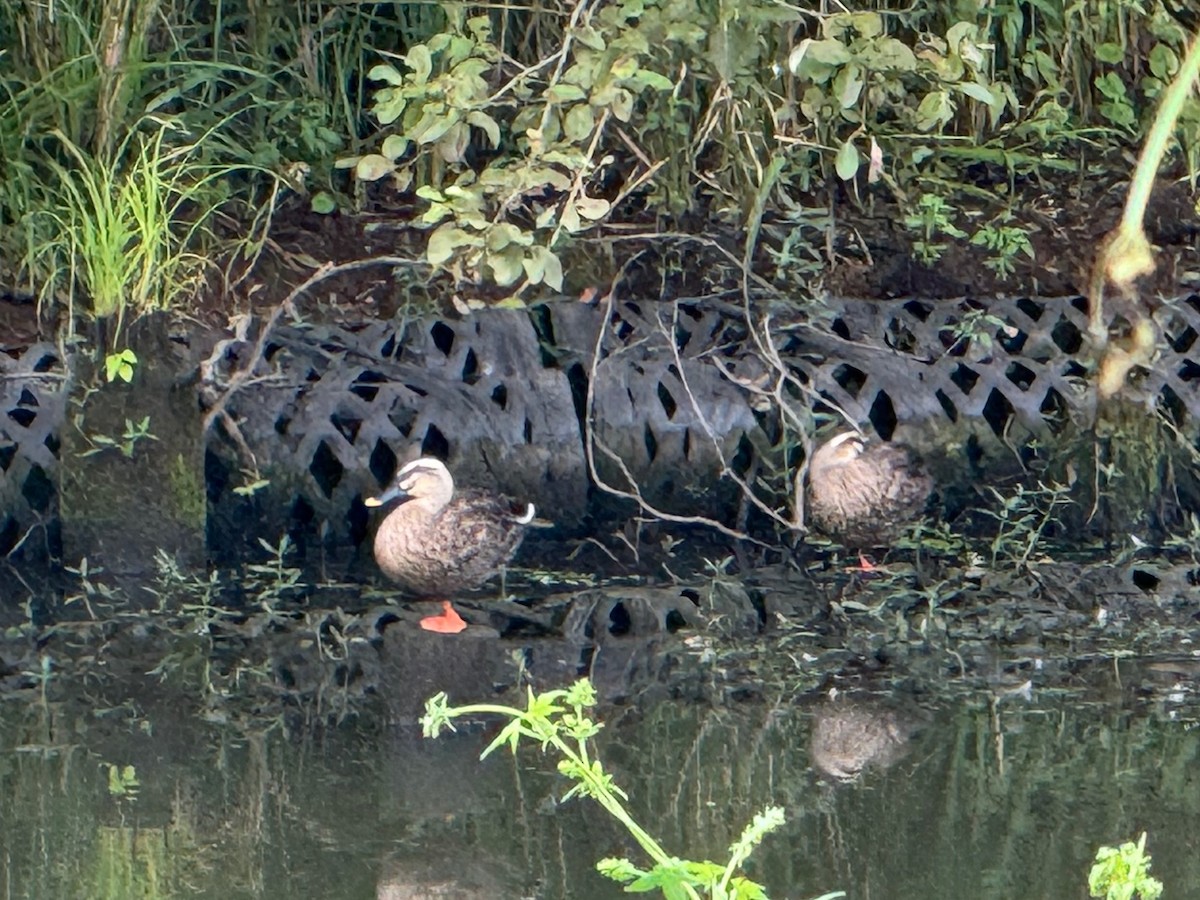 Eastern Spot-billed Duck - ML642963306