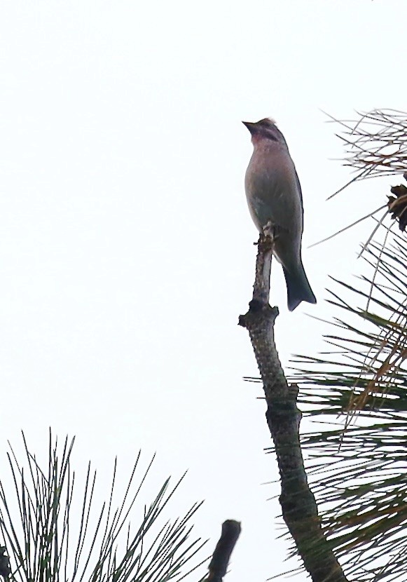 Cassin's Finch - ML642963307