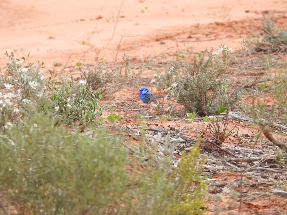 Splendid Fairywren - ML642963309