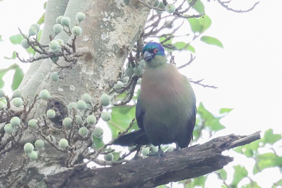 Purple-crested Turaco - ML642963310