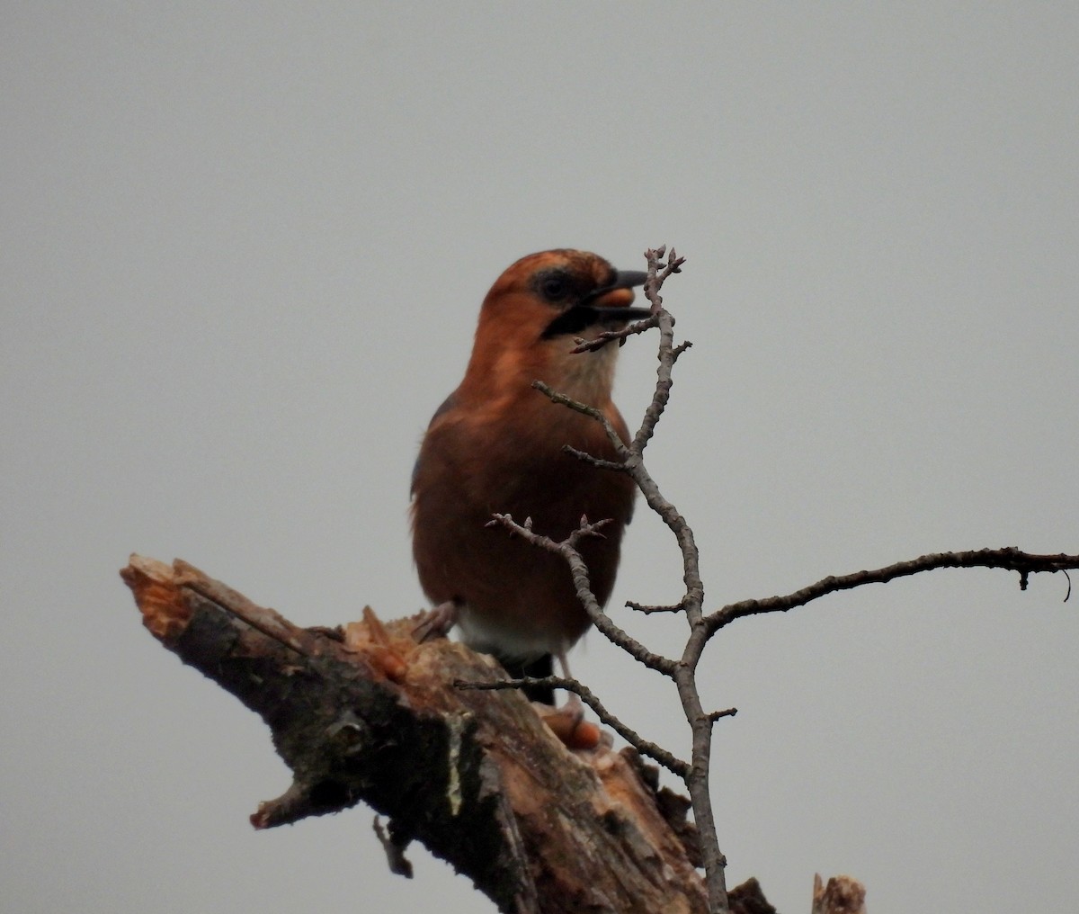 Eurasian Jay - ML642963324