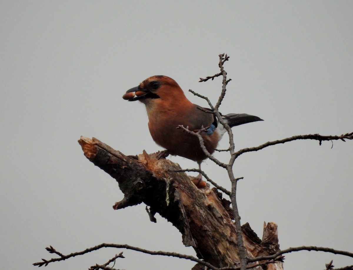 Eurasian Jay - ML642963326