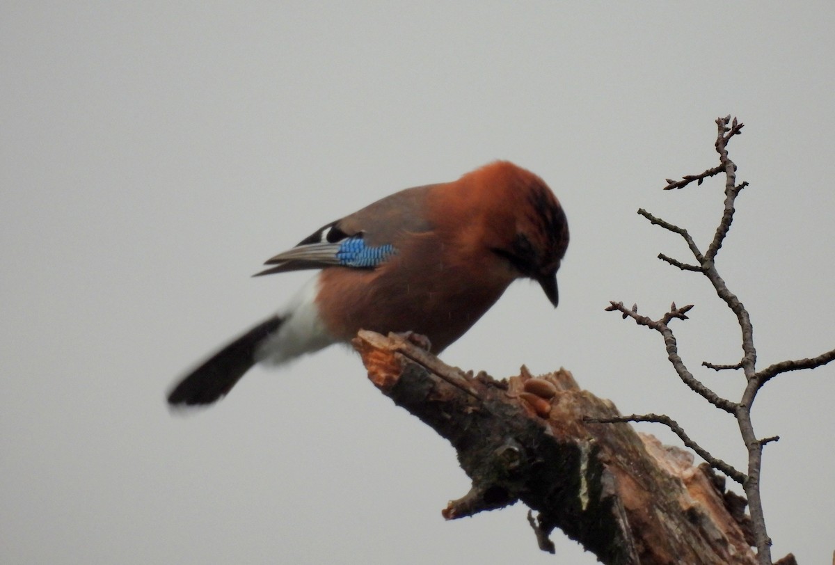 Eurasian Jay - ML642963327
