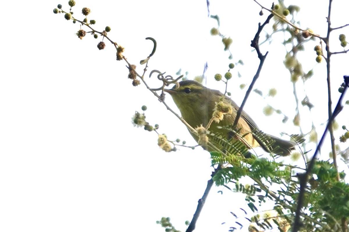 黃腹柳鶯 - ML642963341