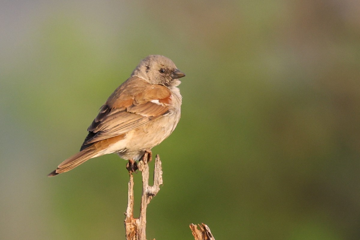 Southern Gray-headed Sparrow - ML642963346