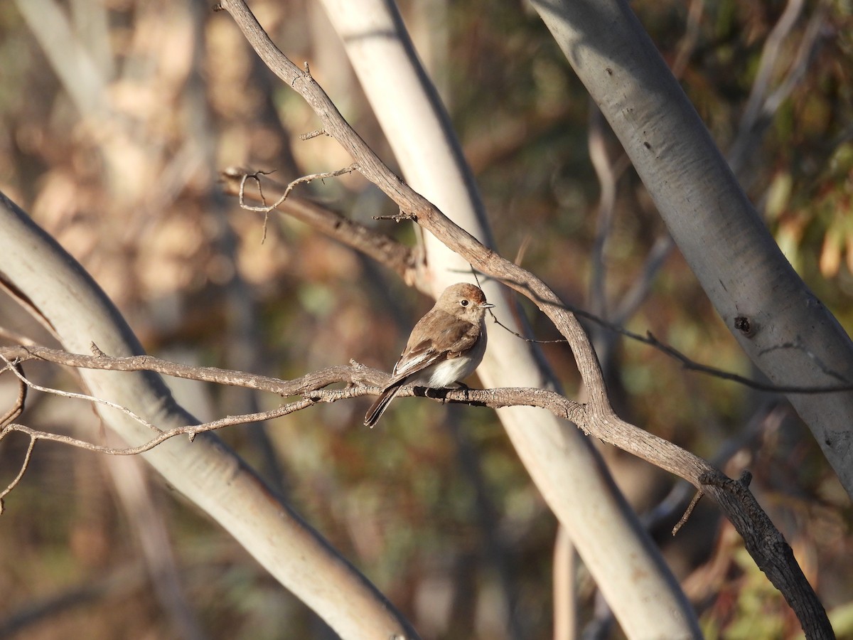 Red-capped Robin - ML642963356