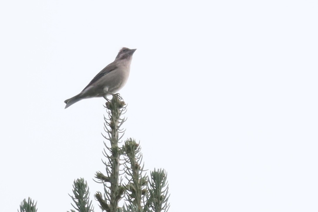 Cassin's Finch - ML642963383